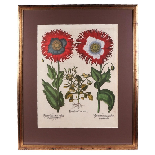 140 - After Basil Besler, a pair of prints 'Red Peppers' (Piper Indicum maximum longum) and 'Flowers' (Tor... 