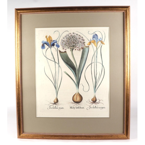 141 - After Basil Besler, a set of three prints depicting irises, all 43 by 53cm, all framed and glazed (3... 