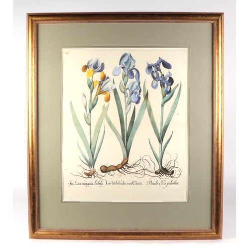 141 - After Basil Besler, a set of three prints depicting irises, all 43 by 53cm, all framed and glazed (3... 