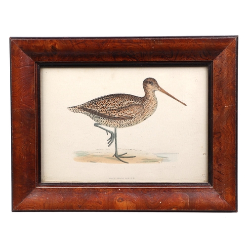 142 - Three ornithological coloured engravings depicting Snipe and Sandpipers, each 9 by 13cm, all framed ... 