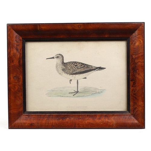 142 - Three ornithological coloured engravings depicting Snipe and Sandpipers, each 9 by 13cm, all framed ... 