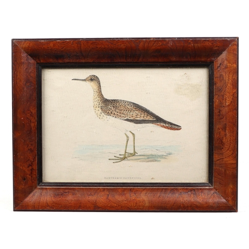 142 - Three ornithological coloured engravings depicting Snipe and Sandpipers, each 9 by 13cm, all framed ... 