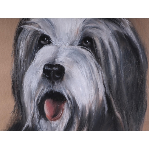 148 - Jacqueline Brain (modern British) - Portrait of a Bearded Collie - pastel, signed and dated '77 lowe... 