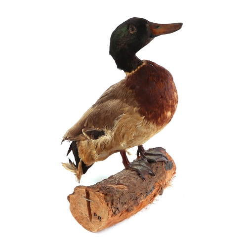 241 - Taxidermy.  A study of a mallard drake standing on a log, overall 37cms high.