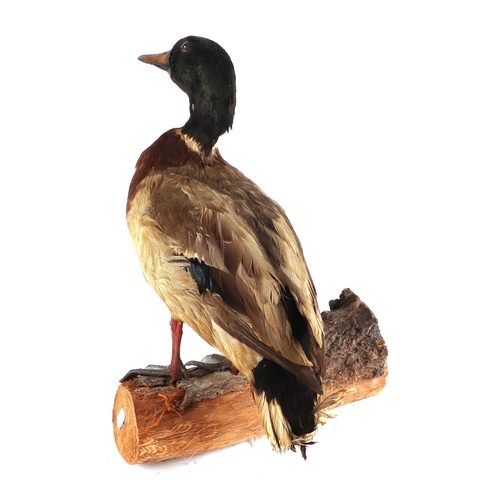 241 - Taxidermy.  A study of a mallard drake standing on a log, overall 37cms high.