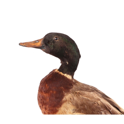 241 - Taxidermy.  A study of a mallard drake standing on a log, overall 37cms high.