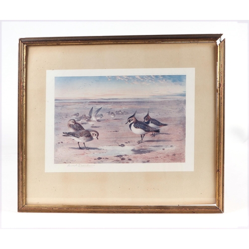 135 - After Archibald Thorburn (1860-1935) - Cock & Hen Pheasant in Flight Within a Winter Landscape - col... 