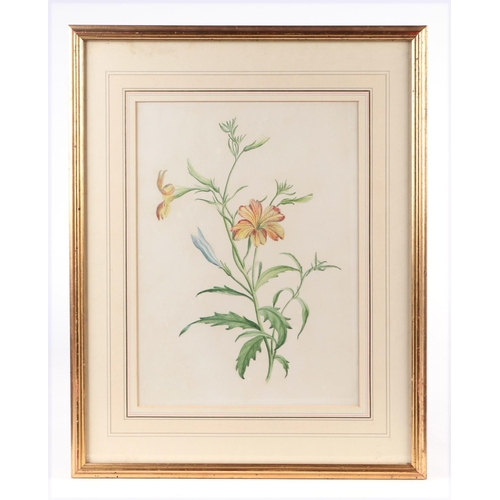 138 - Madame FC Byrne (1789-1876) - five botanical studies depicting flowers, the largest 30 by 40cms, all... 