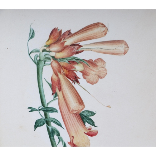 138 - Madame FC Byrne (1789-1876) - five botanical studies depicting flowers, the largest 30 by 40cms, all... 