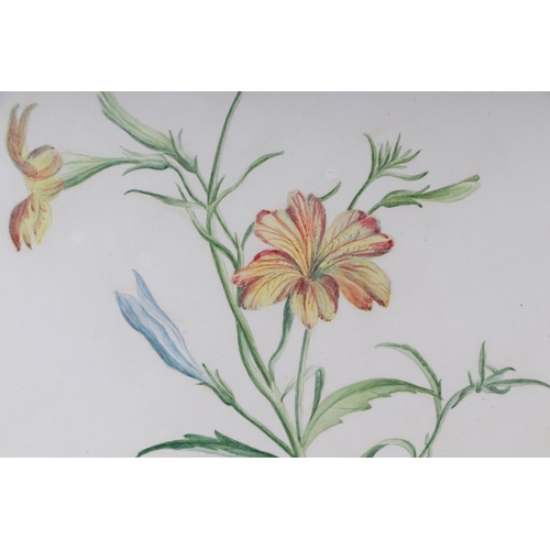 138 - Madame FC Byrne (1789-1876) - five botanical studies depicting flowers, the largest 30 by 40cms, all... 