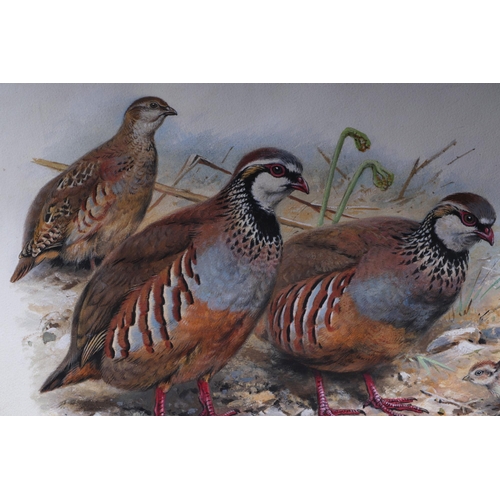 139 - G E Lodge (British 1860-1954) - Study of a Red-Legged Partridge - watercolour, signed lower left, 36... 