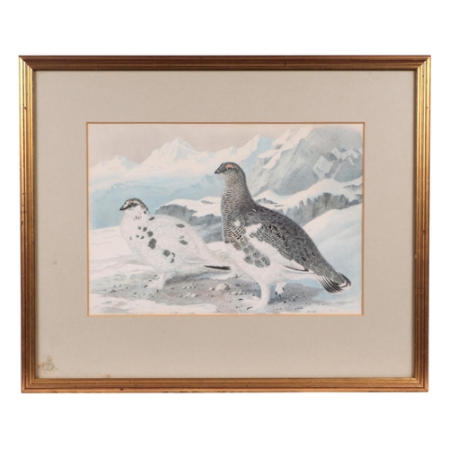 141 - After Archibald Thorburn (British 1860-1935) - Danger Aloft - limited edition print 199/500, 49 by 3... 