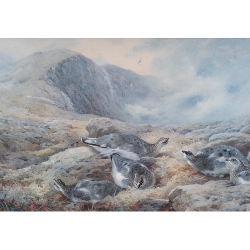 141 - After Archibald Thorburn (British 1860-1935) - Danger Aloft - limited edition print 199/500, 49 by 3... 