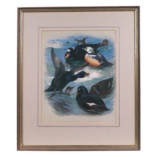 141 - After Archibald Thorburn (British 1860-1935) - Danger Aloft - limited edition print 199/500, 49 by 3... 