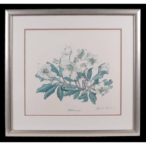 142 - After Elizabeth Cameron - two botanical flower prints, each 38 by 34cms, both framed & glazed (2).