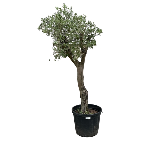 17 - A well established large olive tree with thick trunk, approx 250cms high.