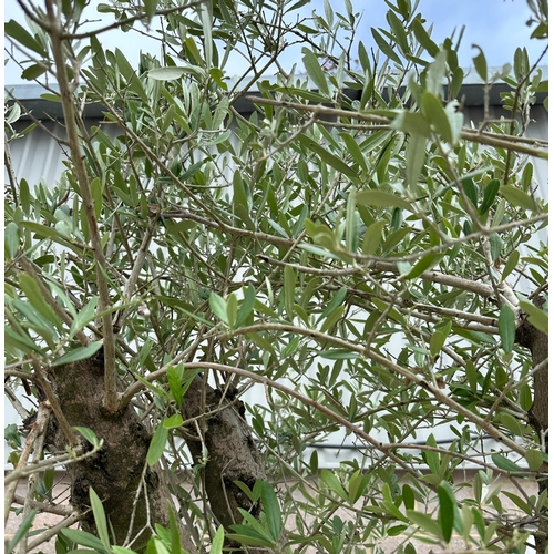 17 - A well established large olive tree with thick trunk, approx 250cms high.