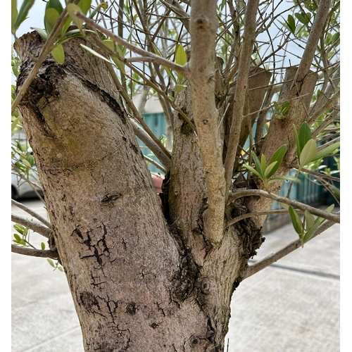 18 - A well established large olive tree with thick trunk, approx 250cms high.