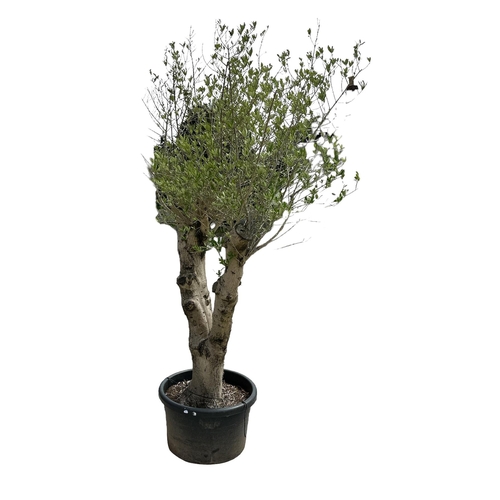 18 - A well established large olive tree with thick trunk, approx 250cms high.