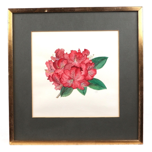 187 - Early 20th century British school - Rhododendron Flowers - botanical watercolour study, initialled '... 