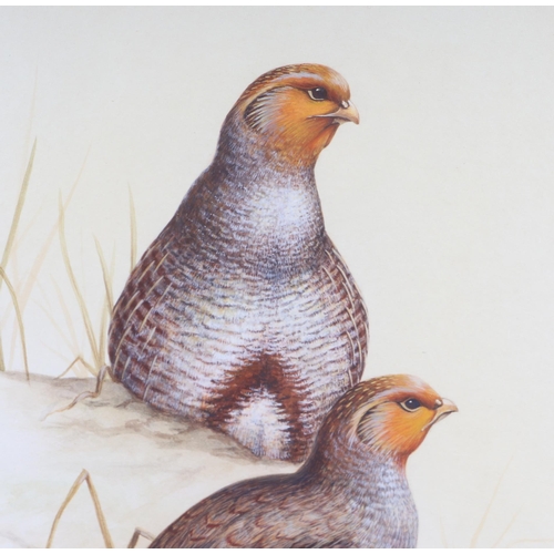 198 - Guy Troughton (modern British) - Study of Partridge - signed & dated '83 lower right, watercolour, f... 