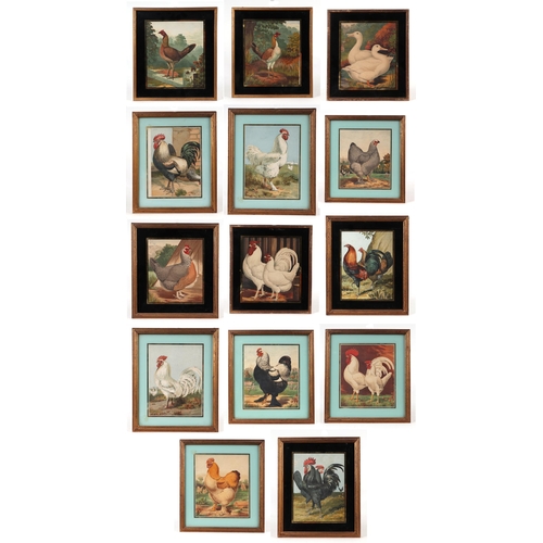 242 - After J W Ludlow - a quantity coloured prints depicting various breeds of poultry; together with sim... 