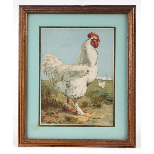 242 - After J W Ludlow - a quantity coloured prints depicting various breeds of poultry; together with sim... 