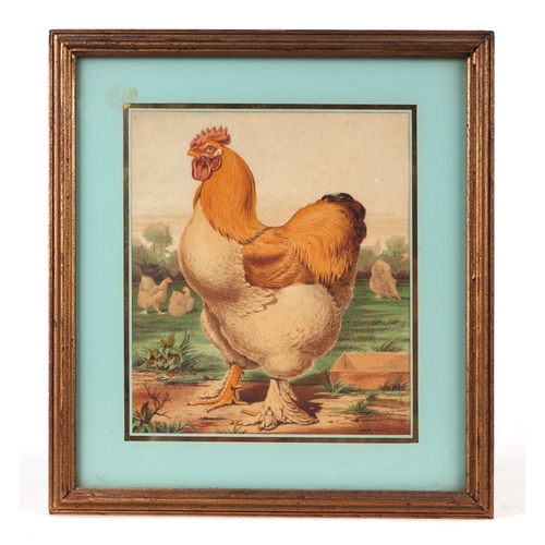 242 - After J W Ludlow - a quantity coloured prints depicting various breeds of poultry; together with sim... 