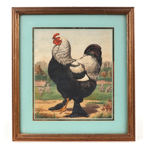 242 - After J W Ludlow - a quantity coloured prints depicting various breeds of poultry; together with sim... 