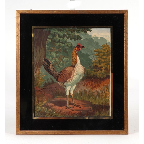 242 - After J W Ludlow - a quantity coloured prints depicting various breeds of poultry; together with sim... 