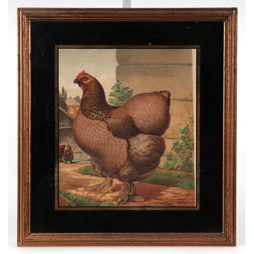 242 - After J W Ludlow - a quantity coloured prints depicting various breeds of poultry; together with sim... 