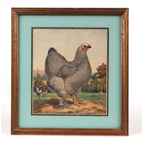 242 - After J W Ludlow - a quantity coloured prints depicting various breeds of poultry; together with sim... 