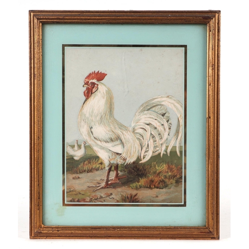 242 - After J W Ludlow - a quantity coloured prints depicting various breeds of poultry; together with sim... 