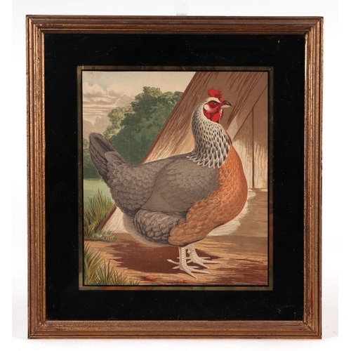 242 - After J W Ludlow - a quantity coloured prints depicting various breeds of poultry; together with sim... 