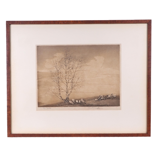 252 - Alice Bamwell - The Wolds - sheep beside a tree, signed in pencil to the margin, artist proof etchin... 