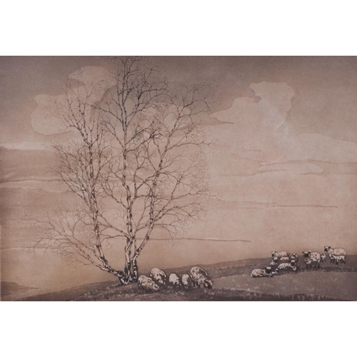 252 - Alice Bamwell - The Wolds - sheep beside a tree, signed in pencil to the margin, artist proof etchin... 