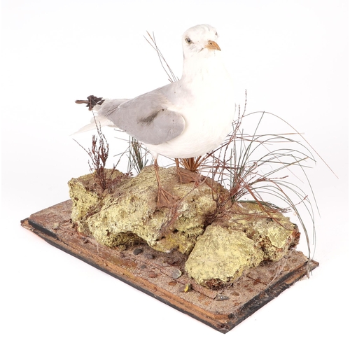 339 - Taxidermy:  A seagull mounted on a naturalistic rocky base, 45cms wide.