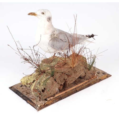 339 - Taxidermy:  A seagull mounted on a naturalistic rocky base, 45cms wide.