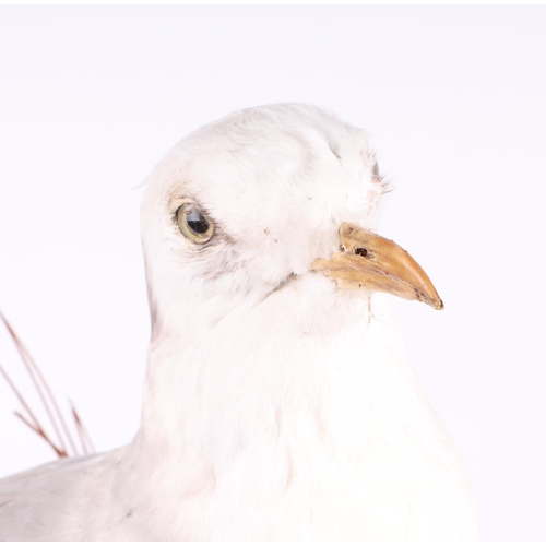 339 - Taxidermy:  A seagull mounted on a naturalistic rocky base, 45cms wide.