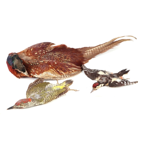 341 - Taxidermy.  A group of museum style taxidermy specimens to include a pheasant, a green woodpecker, a... 