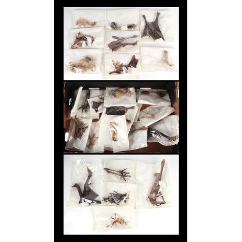 342 - Taxidermy.  A group of museum style taxidermy specimen bird claws to include heron, a striated carac... 