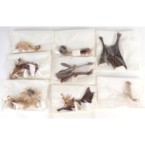 342 - Taxidermy.  A group of museum style taxidermy specimen bird claws to include heron, a striated carac... 