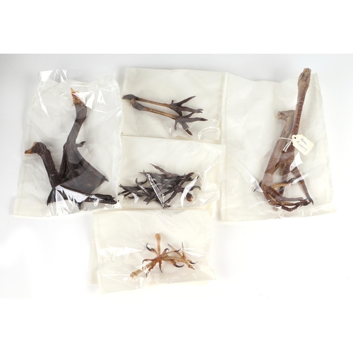 342 - Taxidermy.  A group of museum style taxidermy specimen bird claws to include heron, a striated carac... 