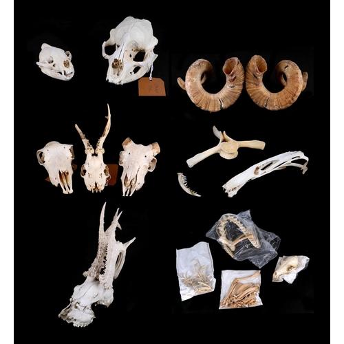 343 - Taxidermy.  A group of animal skulls and bones to include a complete fox skeleton, harbour seal, ram... 