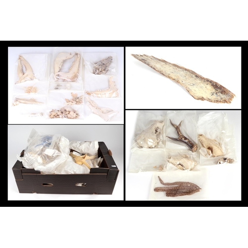 343 - Taxidermy.  A group of animal skulls and bones to include a complete fox skeleton, harbour seal, ram... 