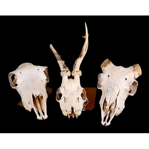 343 - Taxidermy.  A group of animal skulls and bones to include a complete fox skeleton, harbour seal, ram... 