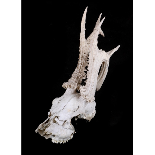 343 - Taxidermy.  A group of animal skulls and bones to include a complete fox skeleton, harbour seal, ram... 