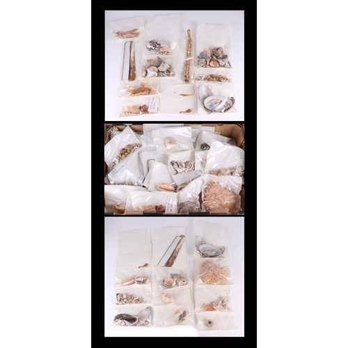 344 - Taxidermy.  A quantity of seashells.