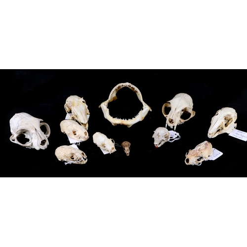 345 - Taxidermy.  A group of museum style mammal skulls to include rabbit, red squirrel, mink and small ti... 