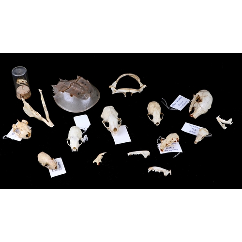 345 - Taxidermy.  A group of museum style mammal skulls to include rabbit, red squirrel, mink and small ti... 